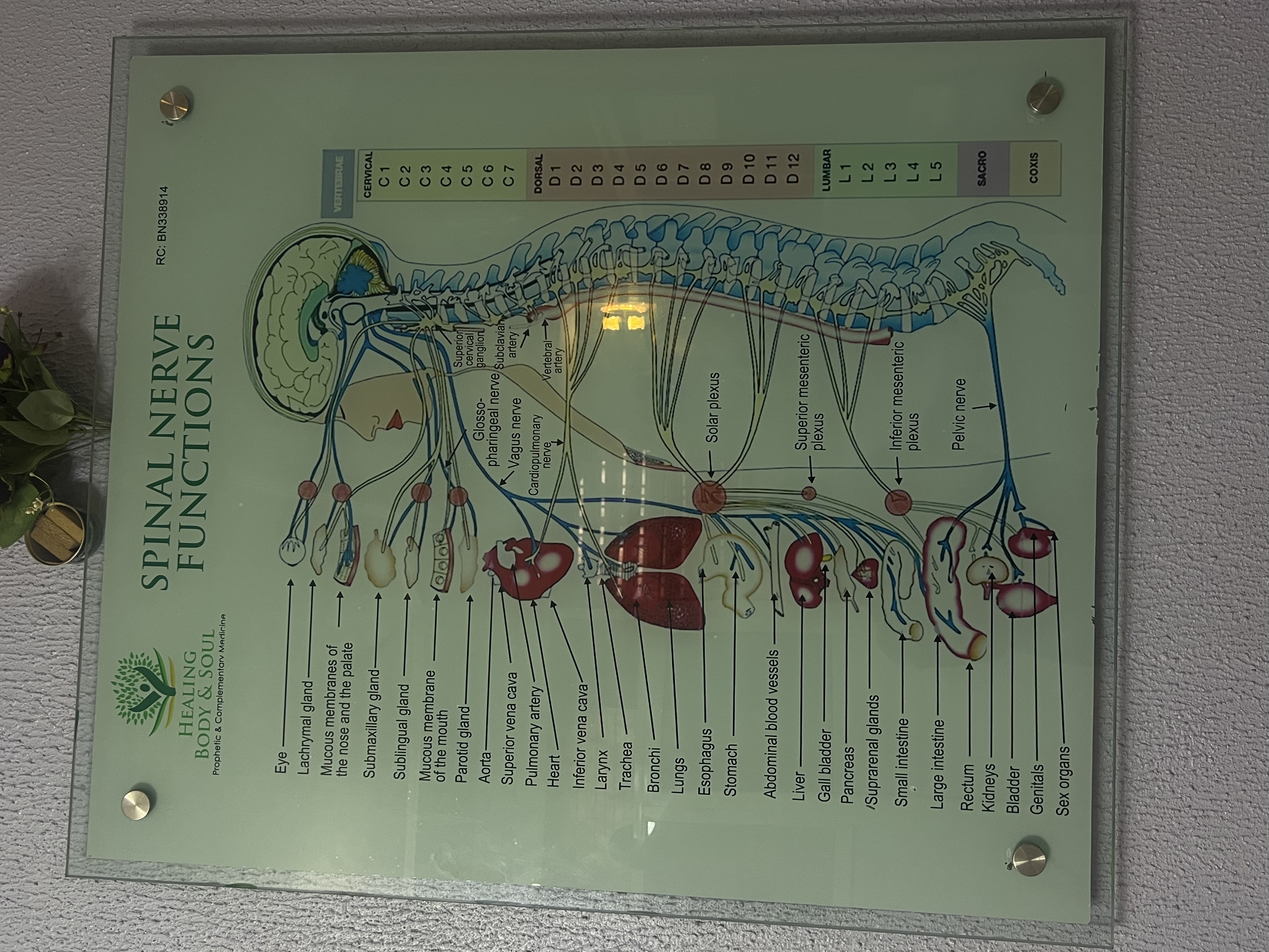 Spinal Nerve Functions